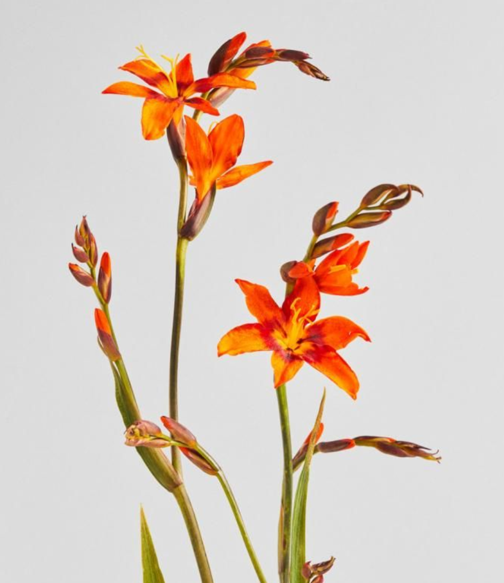 CROCOSMIA
